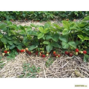 Клубника "ЭЛЬСАНТА" (6 шт.)